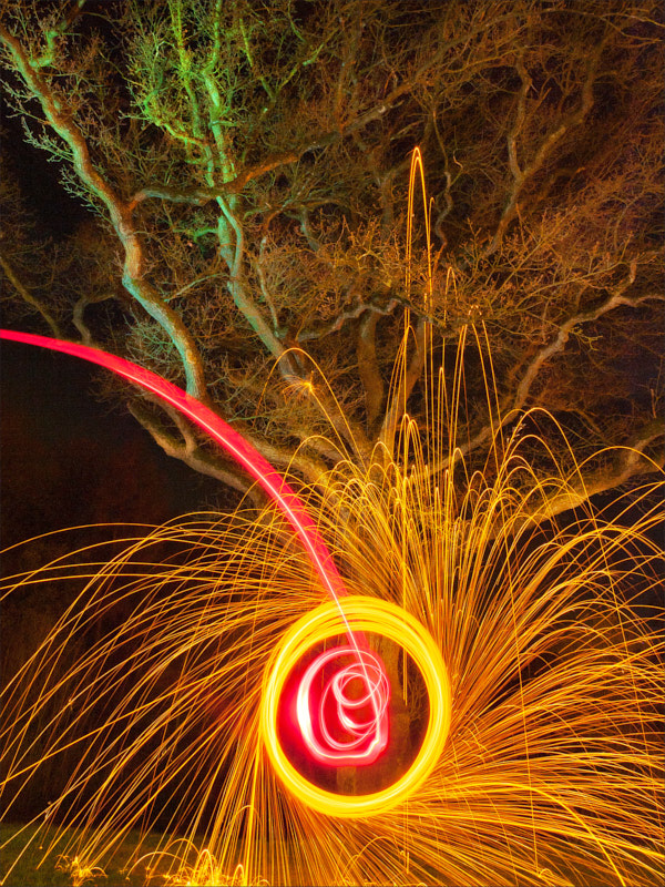 02.1 Colored tree Picasa 1