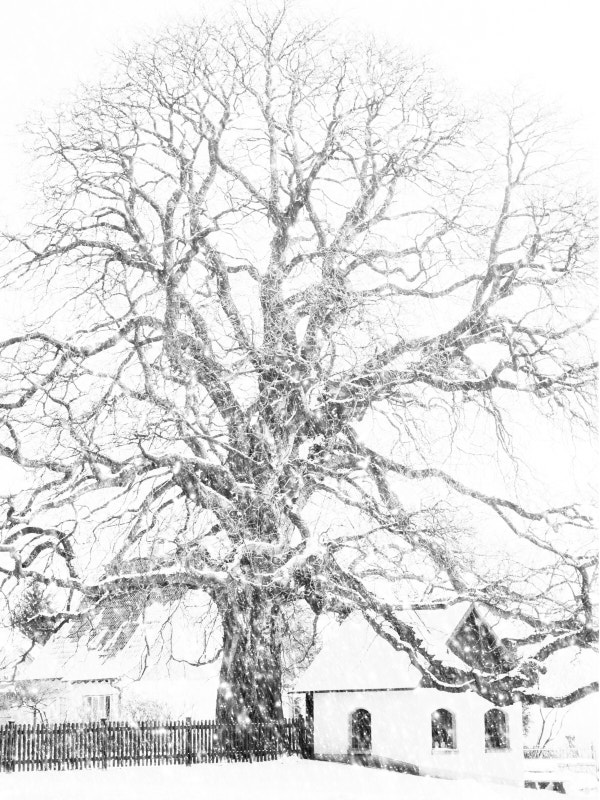 02.2 Schnee Picasa 2