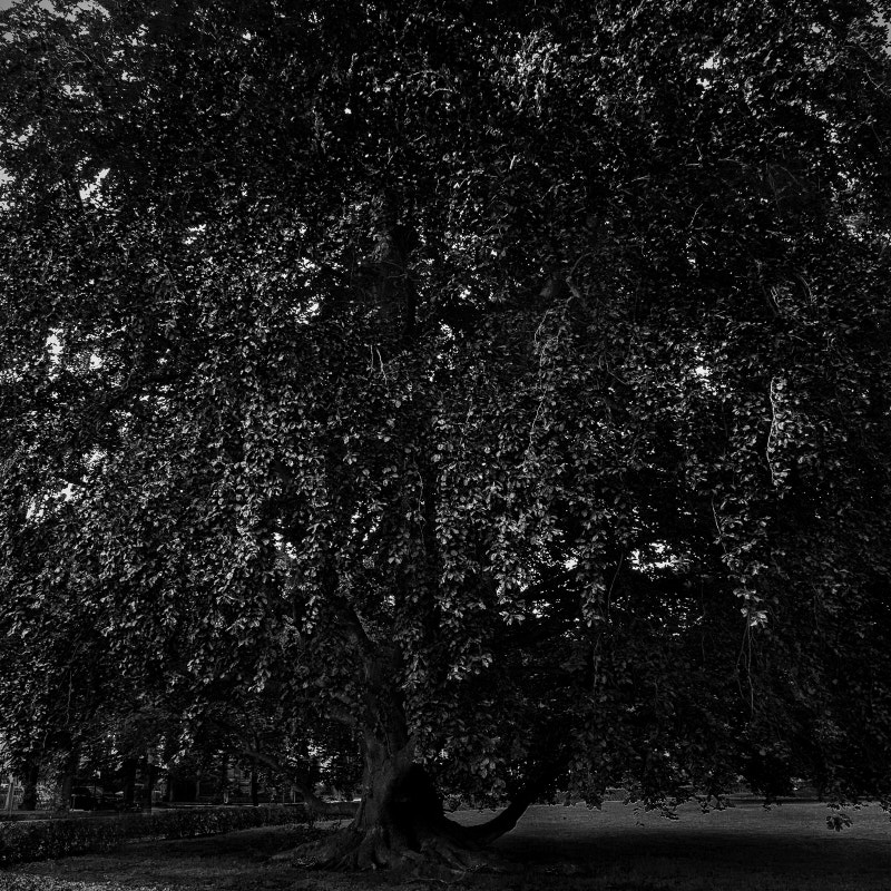 08.3 Abend Picasa 1